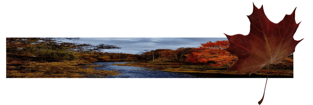 A river running through the middle of an autumn forest.